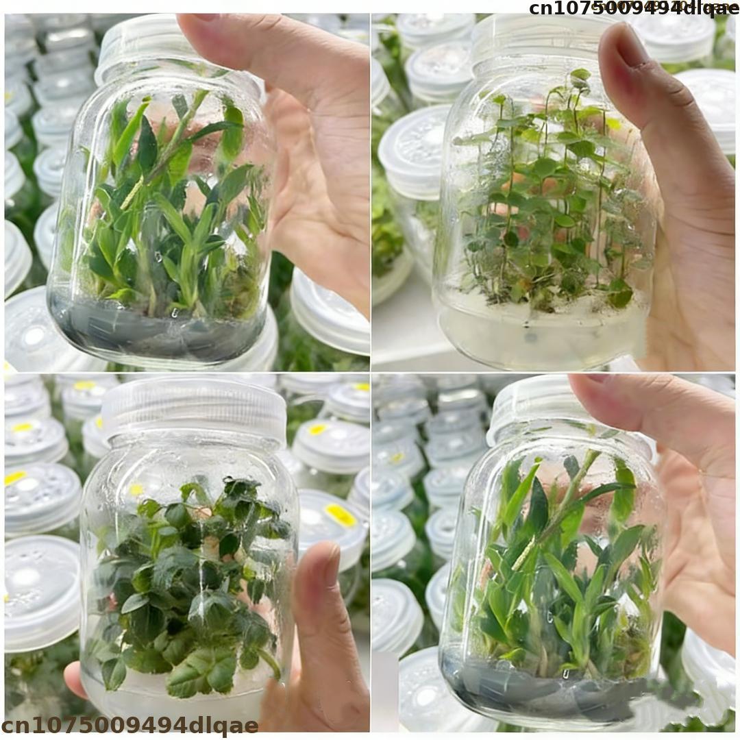 Plant Tissue Culture Agar Powd - огляд і ціна Agar Tissue Culture