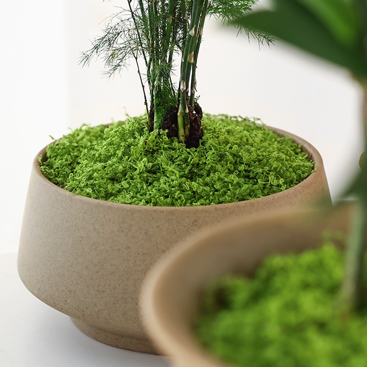 Large Pack Realistic Artificia - огляд і ціна Sphagnum Moss Dry